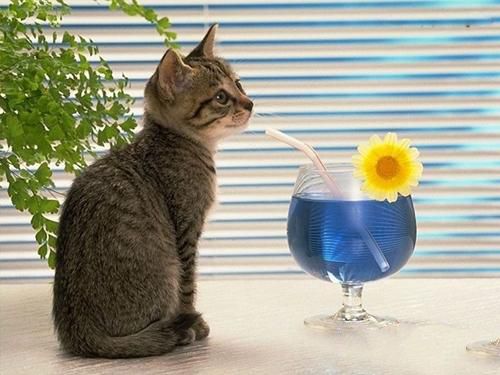 增加猫咪饮水量的方法