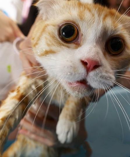 猫咪洗澡的时候要注意水温