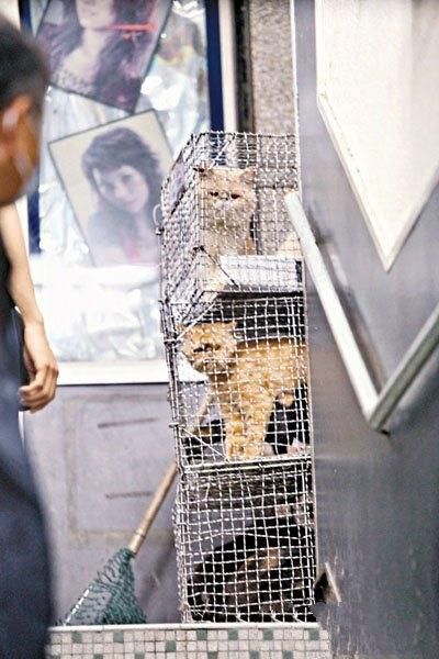 香港57只猫狗锁挤在铁笼中被虐