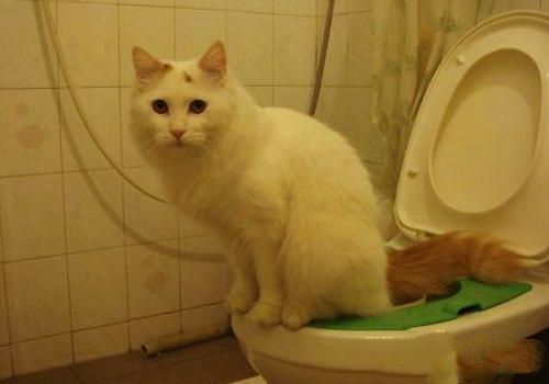 猫咪在马桶上上厕所真的好吗？