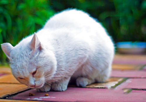 气味对猫咪行为的影响