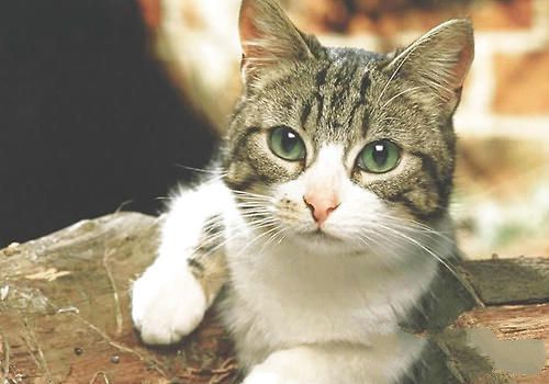 训练猫咪记住自己的名字有妙招