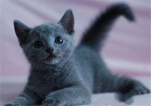 训练猫咪记住自己名字 训练猫咪记住自己名字