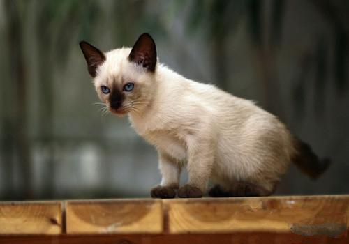 如何训练猫咪记住自己的名字