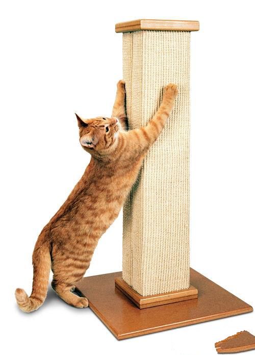 家具保卫战：训练猫咪不乱抓家具