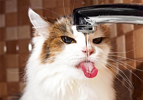 夏季给猫咪补水的重要性