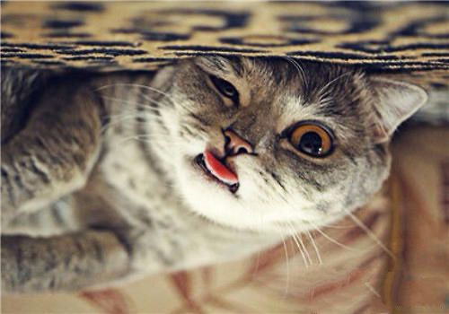 毛球症会引起猫咪死亡吗？
