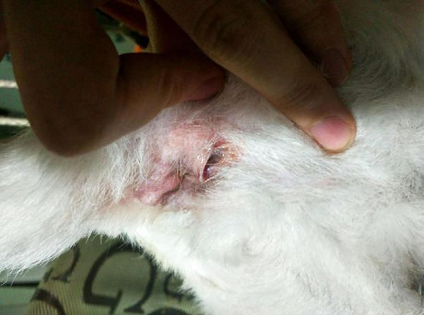 猫肛门囊肿的诊断与治疗