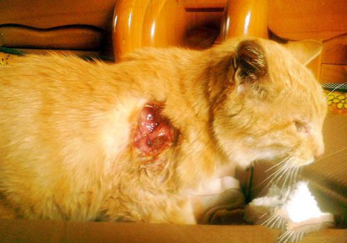 猫咪受伤后伤口的处理方法