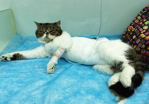  猫咪常见病的输液疗法