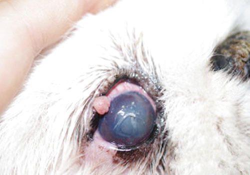 猫咪的角膜溃疡及其治疗