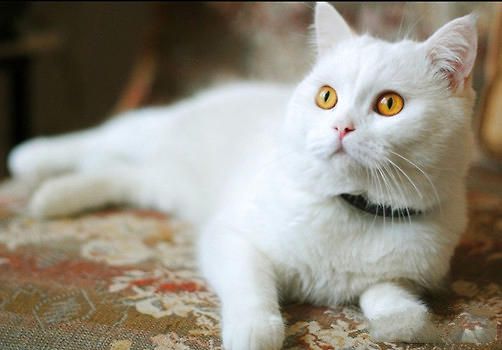 造成猫咪粉刺的原因有哪些？该如何治疗？