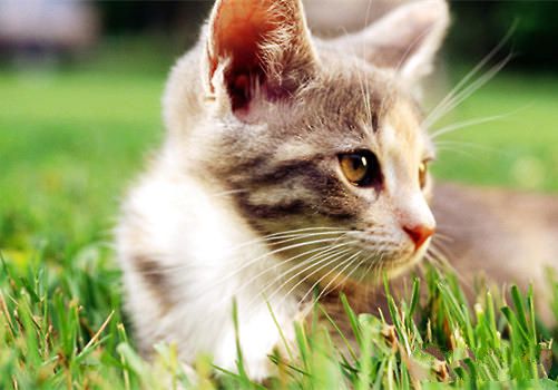 如何判断猫咪身上有跳蚤？