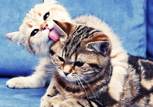 猫粉刺怎么治疗