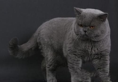 猫钱癣有哪些特征