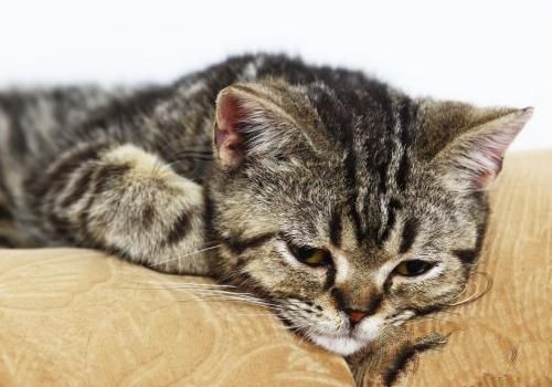 引起猫咪佝偻症的原因有哪些