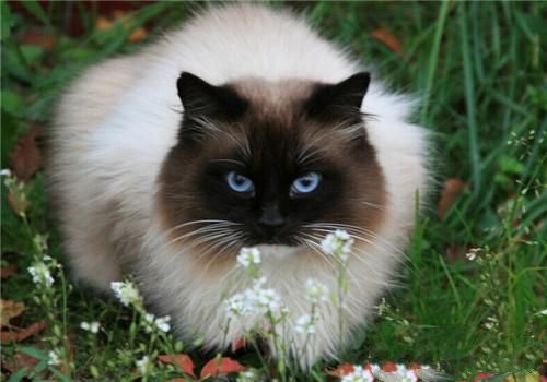 猫咪常见的内寄生虫病之绦虫病