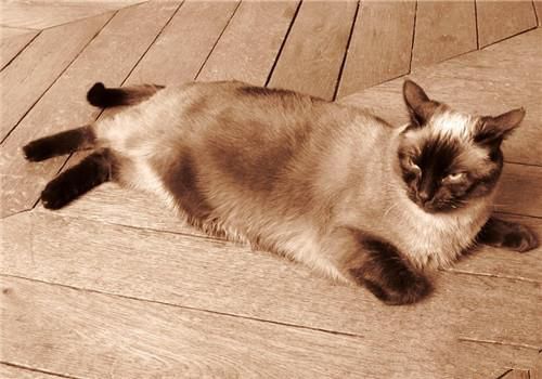 猫咪传染性腹膜炎的临床症状