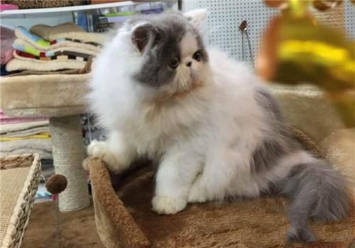 猫咪患维生素E缺乏症的防治措施