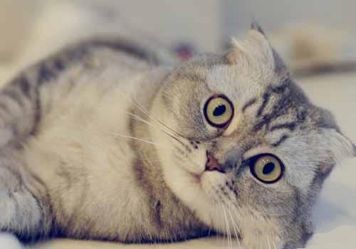 猫咪排尿异常是什么原因导致的