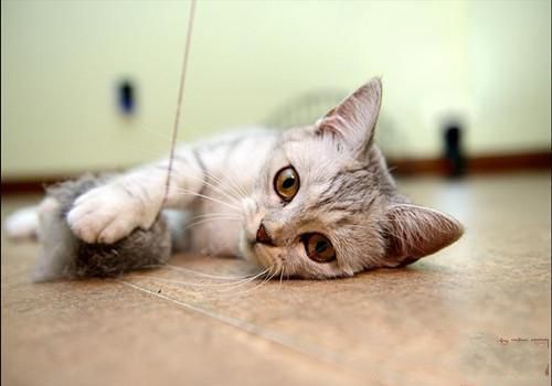猫咪钩虫病和猫疥螨病的预防治疗 