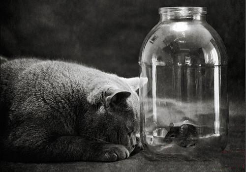 猫咪呼吸声大什么原因