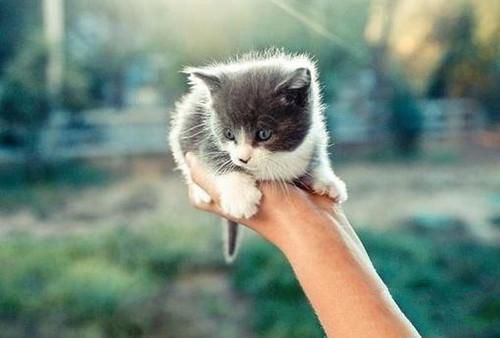 与爱猫长接触易患手癣