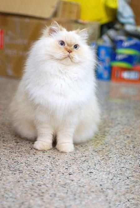 猫咪子宫化脓症有哪些症状