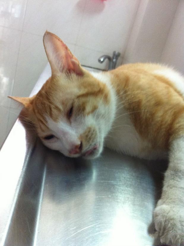 动物福利——猫咪绝育手术