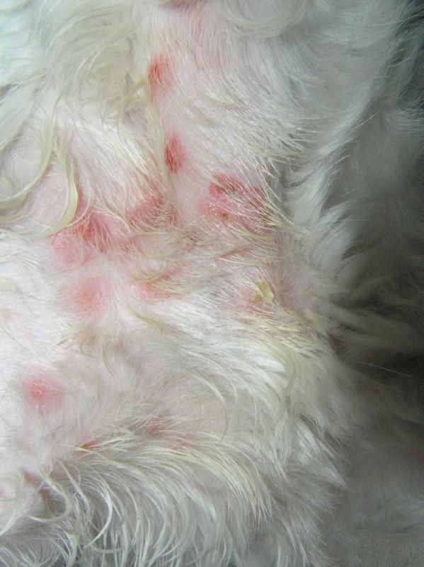 猫疥螨病是会传染人类的