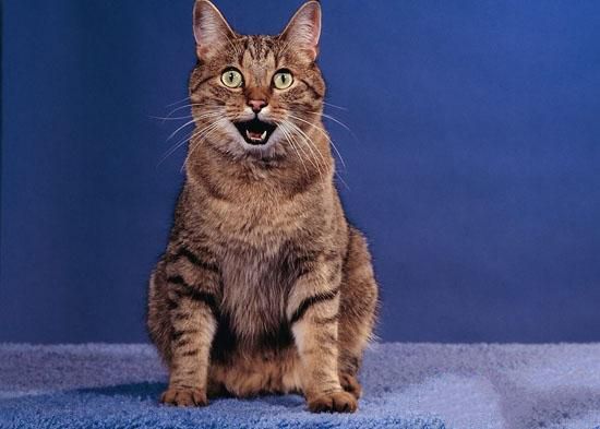 猫绝育后为什么还会发情