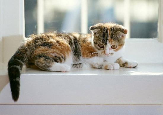 关于猫咪葡萄膜炎的原因及治疗 关于猫咪葡萄膜炎的原因及治疗