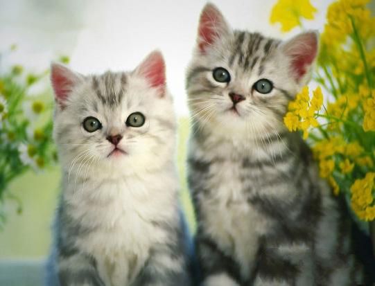 猫咪结婚是大事也需谨慎