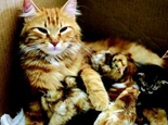 母猫在家中生育需要注意的事项
