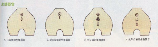 关于母猫发情的知识