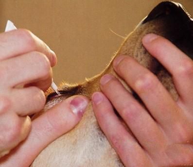 狗或猫眼疾时如何给眼部上药