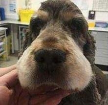 狗狗被蛇咬了怎么办 狗狗中蛇毒怎么治疗 狗狗被蛇咬了怎么办 狗狗中蛇毒怎么治疗