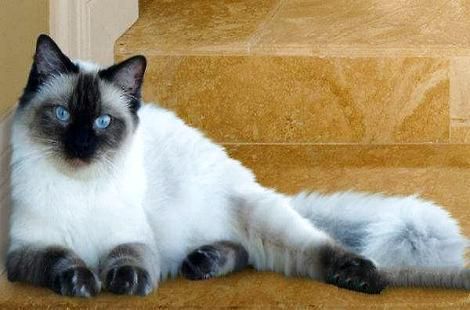 布偶猫成年之后最多能长多大? 布偶猫成年之后最多能长多大?