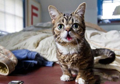 猫咪的基因缺陷——有缺陷也是一种美？