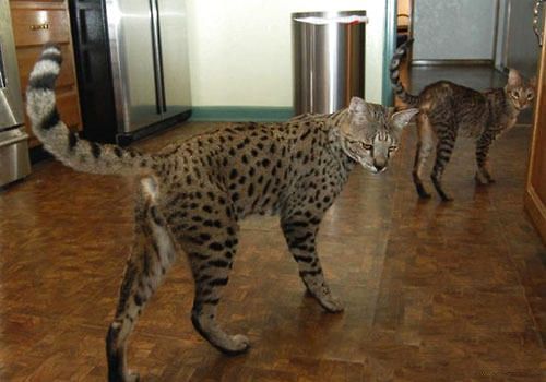 另类的猫科动物——薮猫的生活习性
