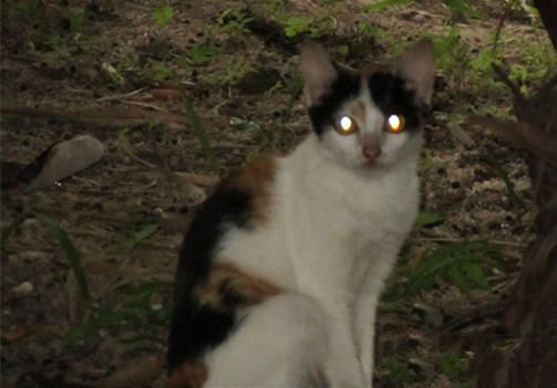 猫咪眼睛的奥妙——为什么夜间猫咪眼睛会发光? 猫咪眼睛的奥妙——为什么夜间猫咪眼睛会发光?