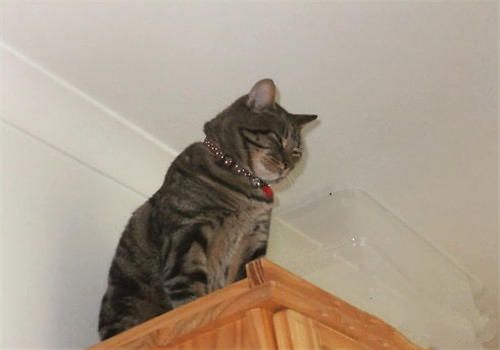 为什么猫咪喜欢待在高处？