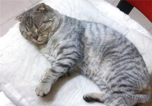 猫咪一直睡觉是因为生病了吗？
