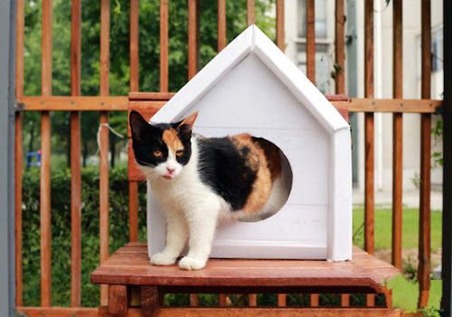 给猫咪众筹一个大房子？