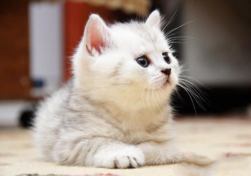 训练猫咪记住自己的名字有妙招