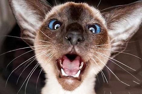 暹罗猫的眼屎很多是什么原因导致的？