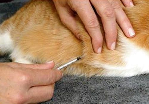 引起猫咪疫苗免疫失败的原因（二）