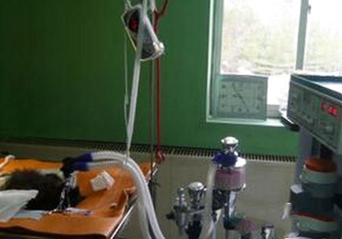 给猫咪手术麻醉的程序及注意事项