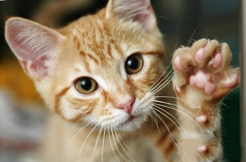 猫咪的绝症——猫传染性腹膜炎