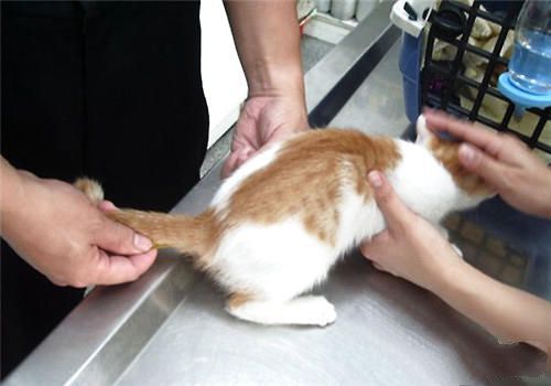 帮猫咪测量体温的两种方法